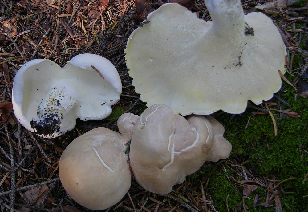 Piove domani si va a funghi.....